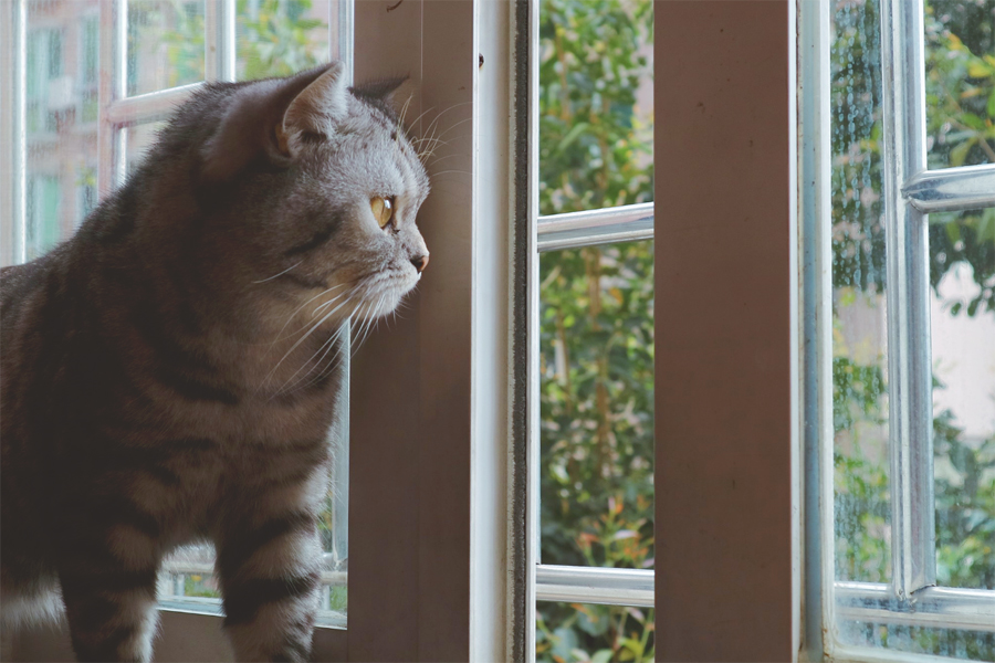 问鼎pg官网入口